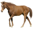 Equine mammal
