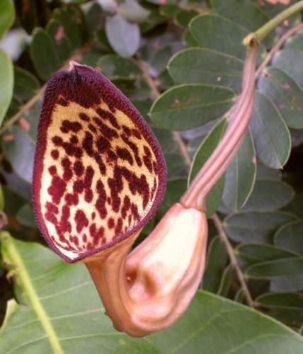 Wow! Look at these 10 seeds for the Fresh Rare Aristolochia 
