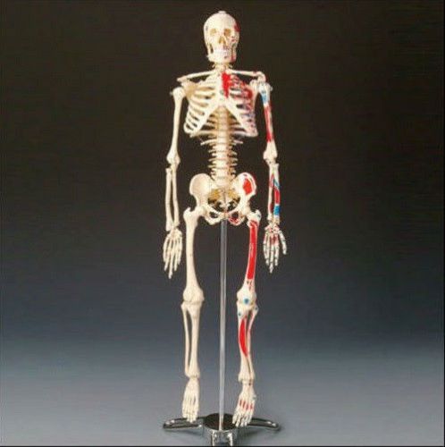 New human body anatomical anatomy skeleton quality medical model +stand for sale