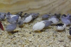 17+ With Up To 8 Extra Fresh Fertile Button Quail Hatching Eggs
