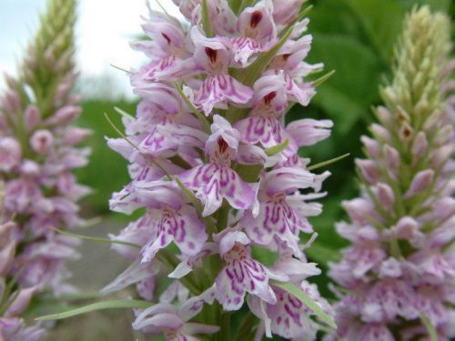 Spotted Orchid (Fresh Genuine Dactylorhiza 