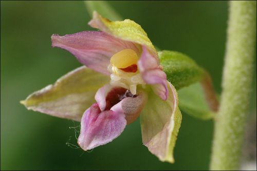 Look at this: 20+ premium seeds of Fresh Genuine Helleborine Orchid (Epipactis).