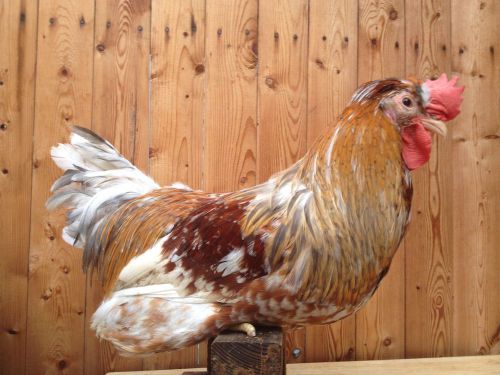 Swedish flowers ( 6 )  hatching eggs 100% pure breed for sale