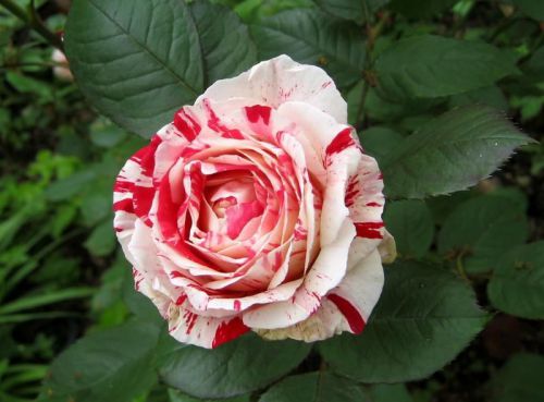 Wow! These hardy Candy Stripe Roses are fresh and rare, boasting beautiful stripes. Get a pack of 10 seeds now.