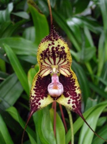 Wow, take a look at these 10+ seeds of the Fresh Premium Monkey Faced Orchid, also known as Dracula 