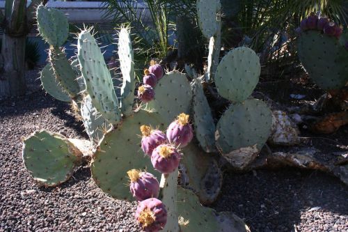 Wow! Get 5 seeds of the Opuntia Robusta V Maxima cactus, a fresh and rare succulent!