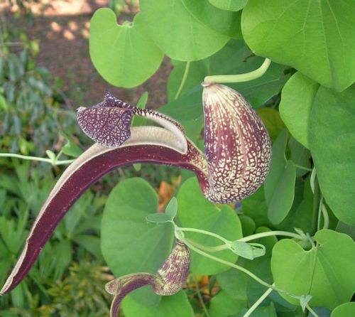 Wow! Check out this hot new item - 10 seeds of Fresh Rare Aristolochia ringens, also known as Dutchman's Pipe.