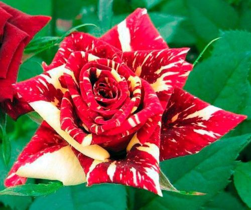 Wow!! Introducing the Stunning Meteor Shower Rose Seeds (10-pack) - Exquisite Striped Roses