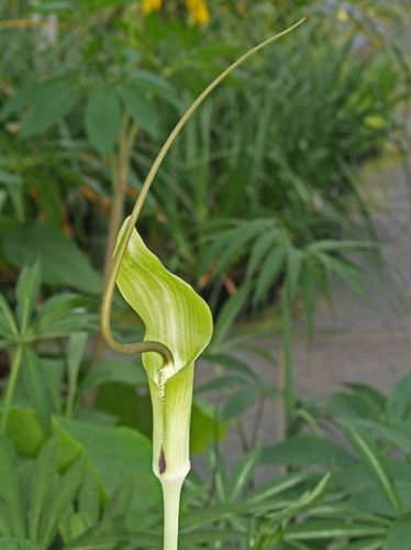 Wow, check out these premium seeds for the unique and fresh Arisaema tortuosum plant, also known as the Whipcord Cobra Lily!